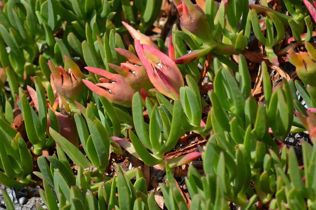 Coastal Gardening for Beginners: 12 Plants That Cope with Salt and Wind